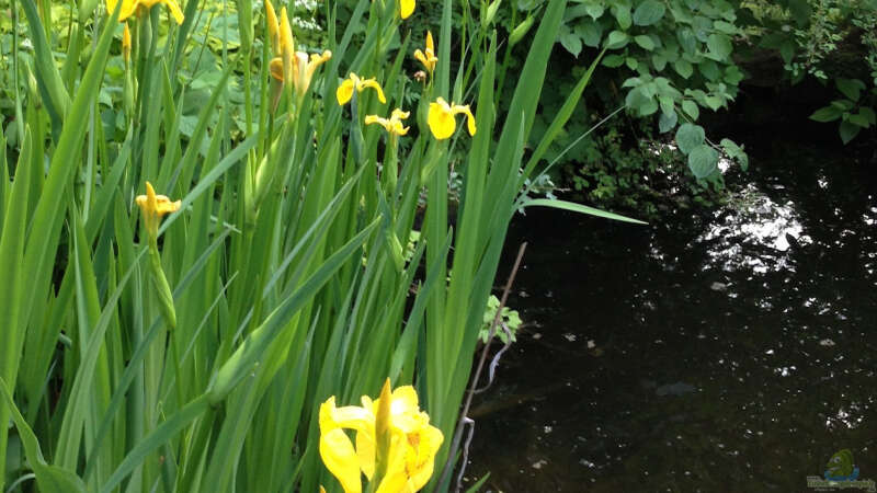 Pflanzen im Teich Naturteich von Caro (3)