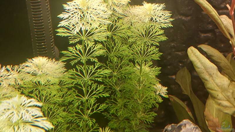 Limnophila sessiliflora von Südamerikafan (12)