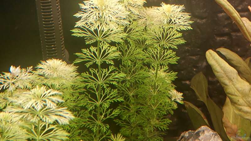 limnophila sessiliflora von Südamerikafan (13)