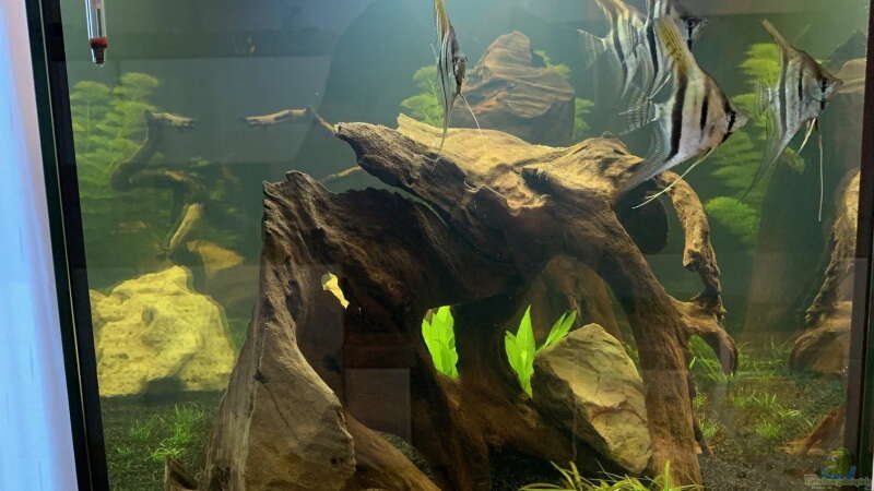 Aquarium Rio Südamerika von RS RS (17)