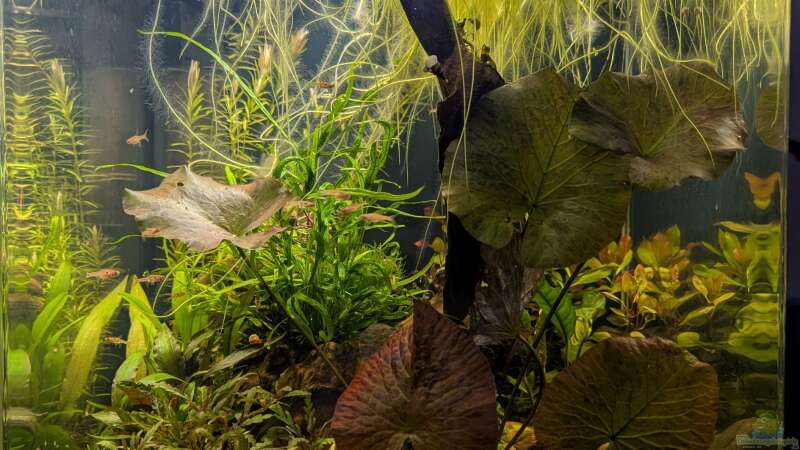 Aquarium Hauptansicht von Betta Tank