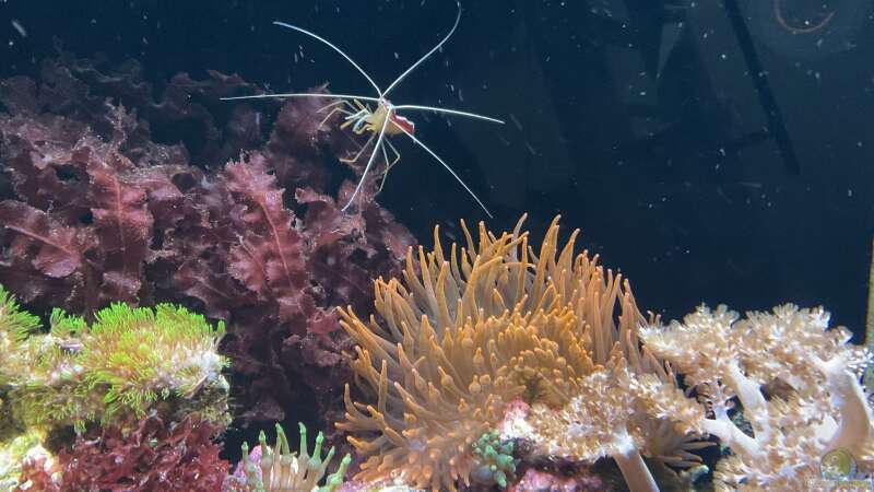 Besatz im Aquarium Rotes Riff von Gregorsimsel (7)