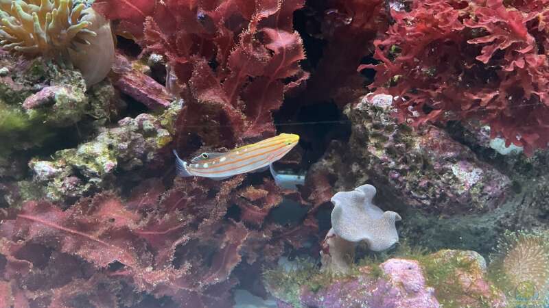 Besatz im Aquarium Rotes Riff von Gregorsimsel (8)