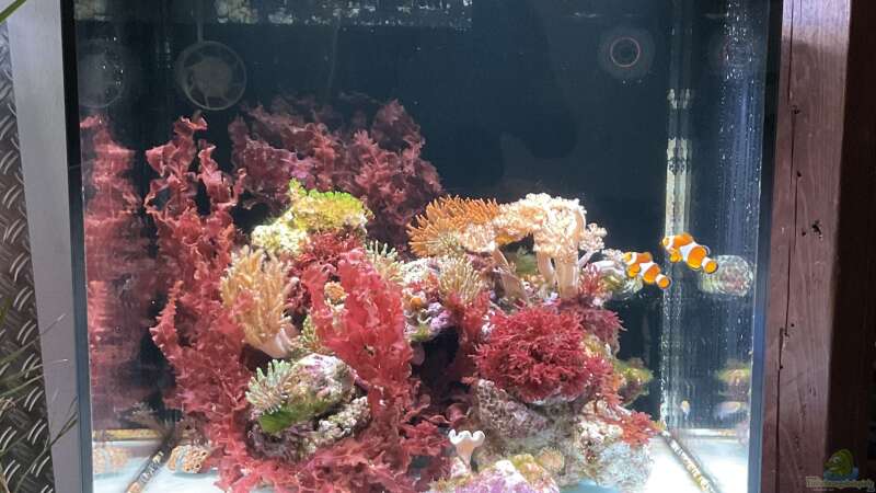 Besatz im Aquarium Rotes Riff von Gregorsimsel (9)