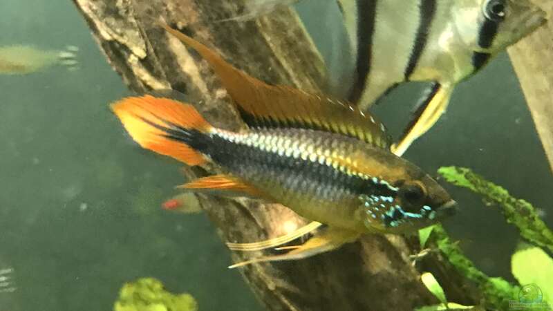 Apistogramma agassizii von JonnyGranato (18)