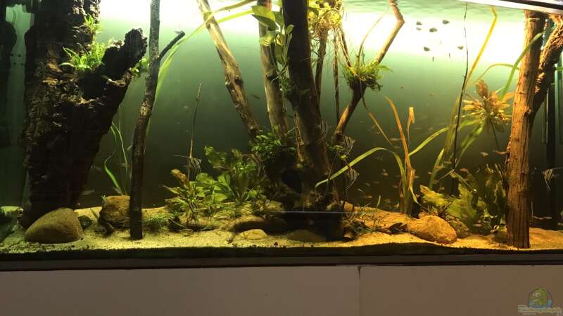 Aquarium Hauptansicht von Altum Atabapo von JonnyGranato (1)