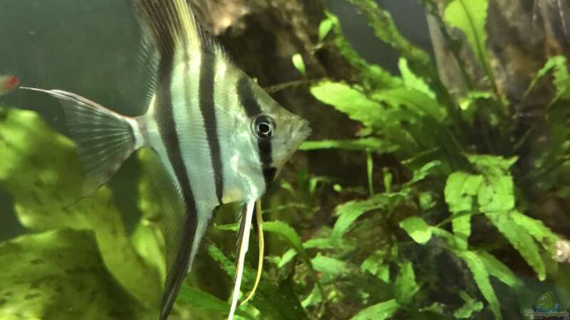 Pterophylum altum von JonnyGranato (20)