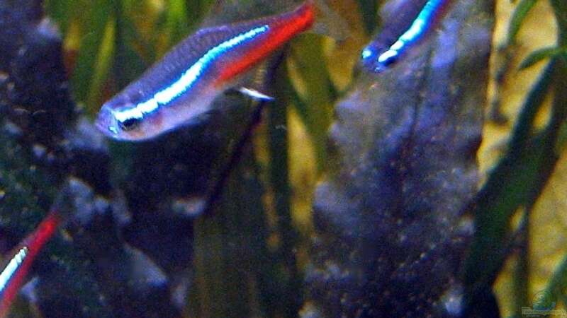 Besatz im Aquarium Becken 4513 von Dennis Klusmann (23)