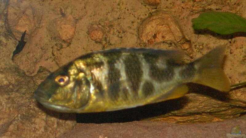 Brütendes Venustus Weible von mr.boomBASCHTIc (13)