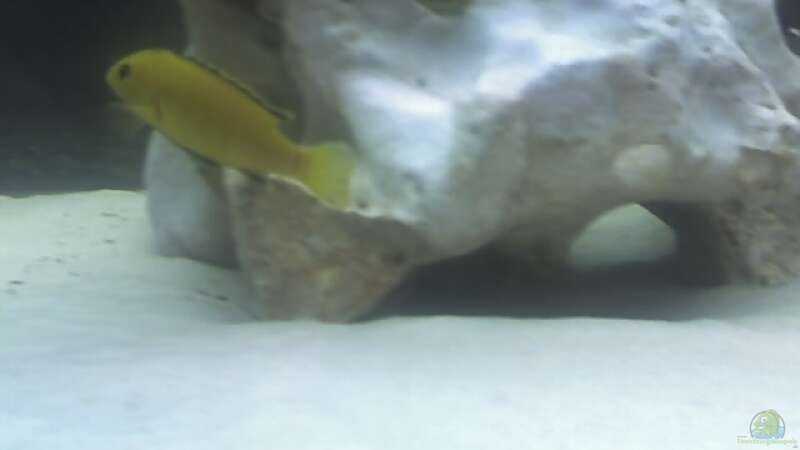 Labidochromis yellow von Heiko Rodegast (20)