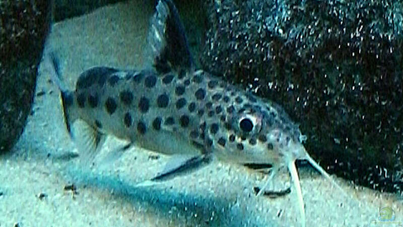 Synodontis multipunctatus ´Vielpunkt Fiederbartwels´ von Christian Dornieden (34)