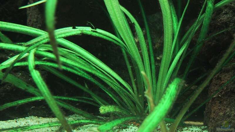 Pflanzen im Aquarium Becken 490 von Martin Botjan (10)