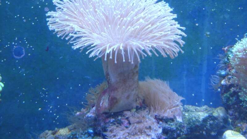 Pflanzen im Aquarium Becken 5003 von Jochen Heinrichs (17)