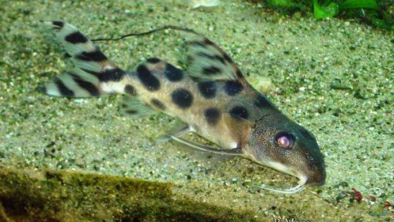 Synodontis decorus von Roger Mayer (10)