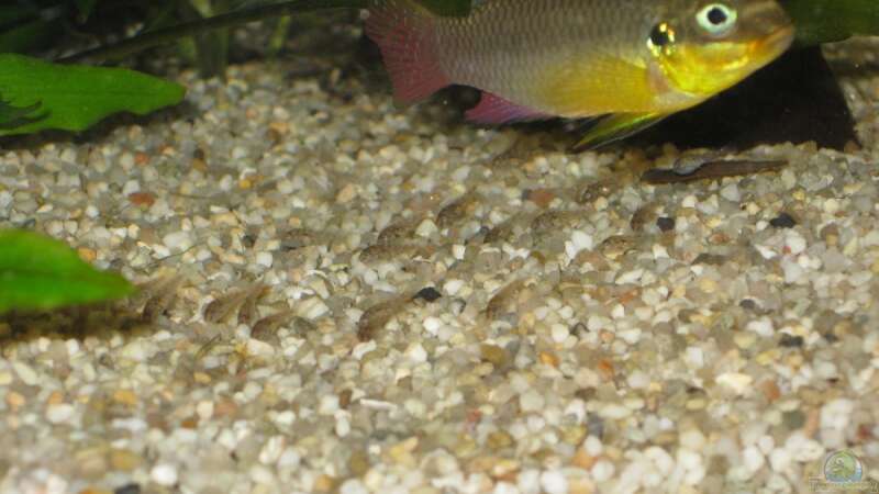 Pelvicachromis taeniatus lobe von Tankman71 (11)