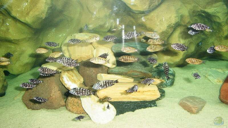 Tropheus moorii "Golden Kazumba" im Aquarium (Einrichtungsbeispiele für Tropheus moorii "Golden Kazumba")