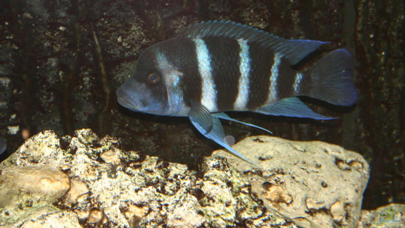 Cyphotilapia Frontosa Blue Zaire von Daniel Hieber (14)