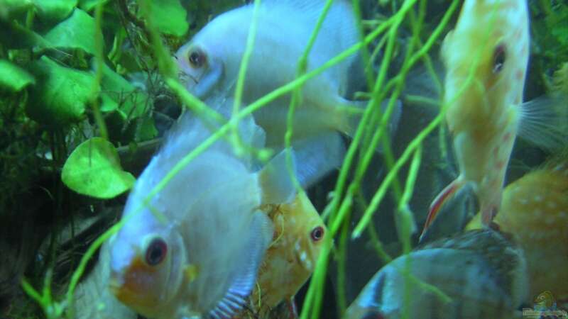 Besatz im Aquarium Diskus von Antje und Daniel (30)