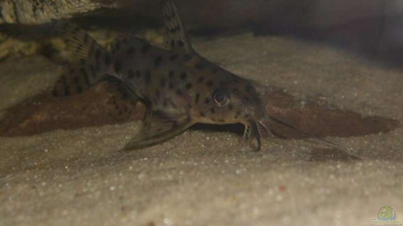 Synodontis njassae im Aquarium halten (Einrichtungsbeispiele für Njassa-Fiederbartwels)