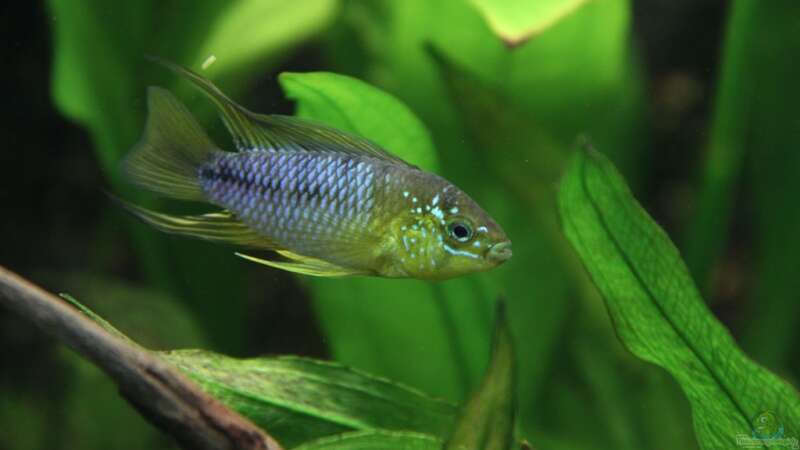 Apistogramma borelli (m) von Basti.hh (23)