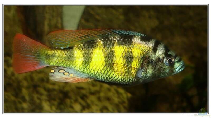 Aquarien mit Haplochromis sp. thick skin (CH44)