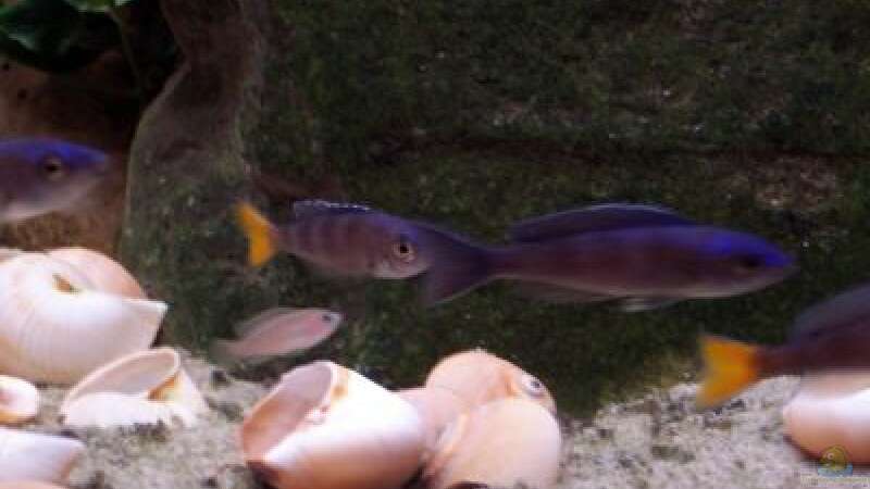 Cyprichromis leptosoma von Wolli (5)