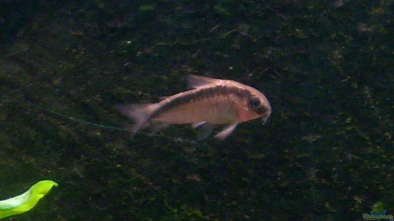 Corydoras arcuatus von @quarium Cologne (106)