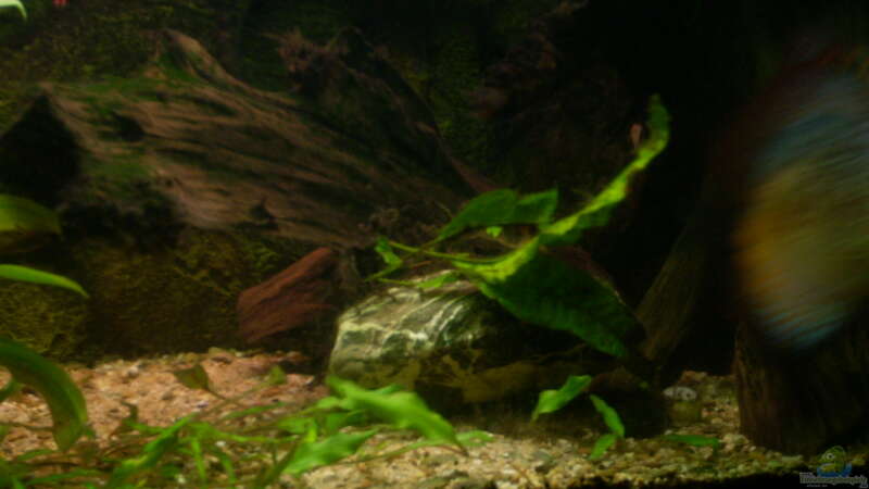 Cryptocoryne walkeri im Aquarium pflegen (Einrichtungsbeispiele für Walkers Wasserkelch)