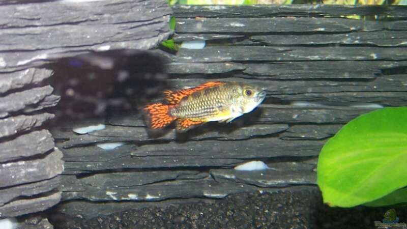 Kakadu Zwergbuntbarsch 1. Mänchen (Apistogramma cacatoides)  von KoRnViper (26)