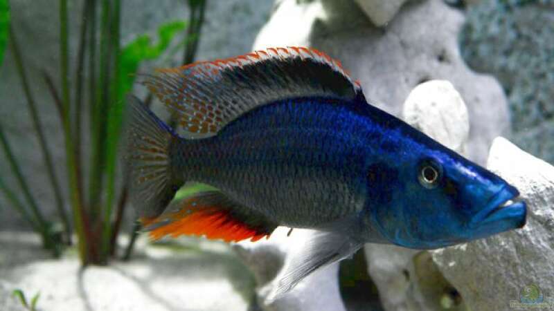 Einrichtungsbeispiele für die Haltung von Dimidiochromis compressiceps (Messerbuntbarsch) im Aquarium