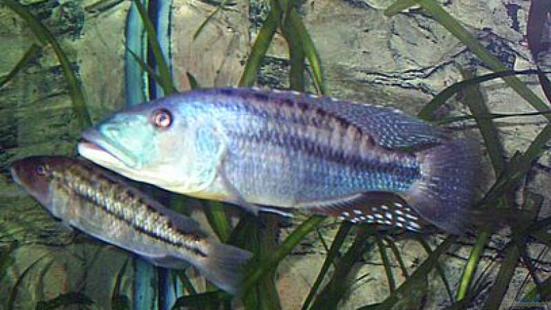 1,1 Tyrannochromis maculiceps von Jürgen Herb (19)