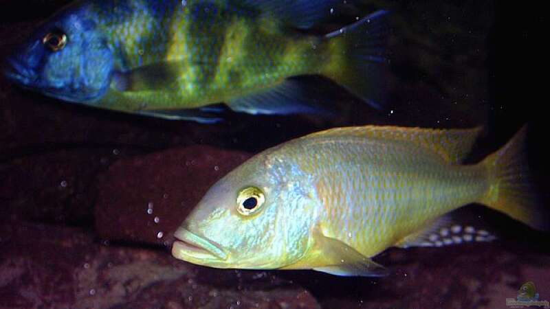 Nimbochromis venustus und Buccochromis rhoadesi von Jürgen Herb (28)