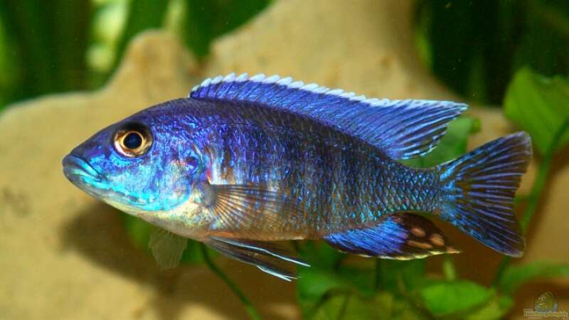 Sciaenochromis Fryeri (Ahli) von Malawi Freak (11)