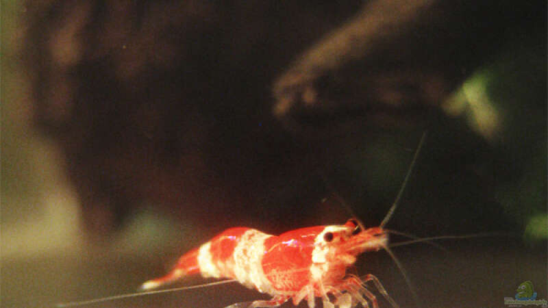 Einrichtungsbeispiele mit Caridina cantonensis Crystal Red (Kristallrote Zwerggarnele)