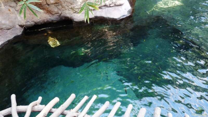 Malawi-AQ im Tropen-Aquarium-Hagenbeck