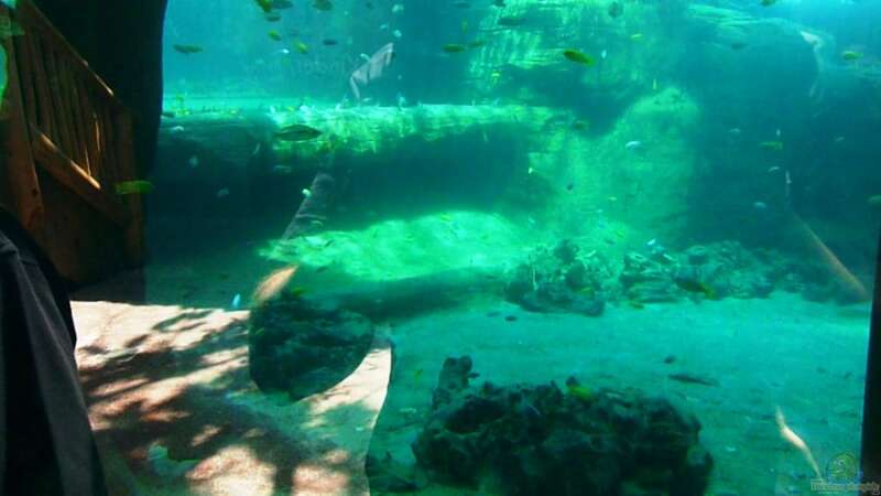 Malawi-AQ im Tropen-Aquarium-Hagenbeck