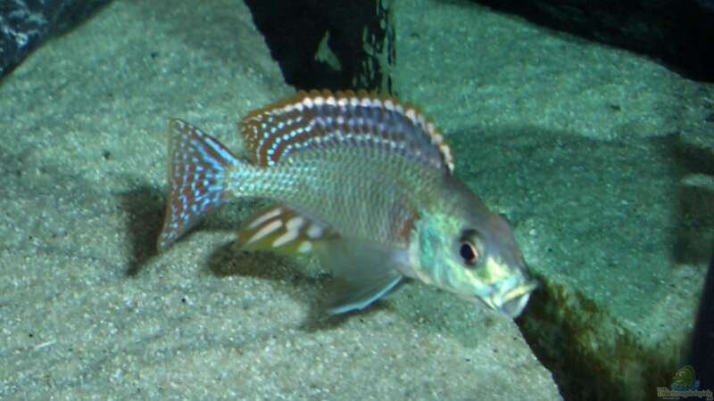 Besatz im Aquarium Becken 6141 von Sebastian Pietrzyk (26)