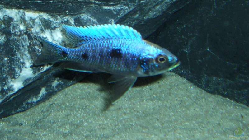 Besatz im Aquarium Becken 6141 von Sebastian Pietrzyk (27)