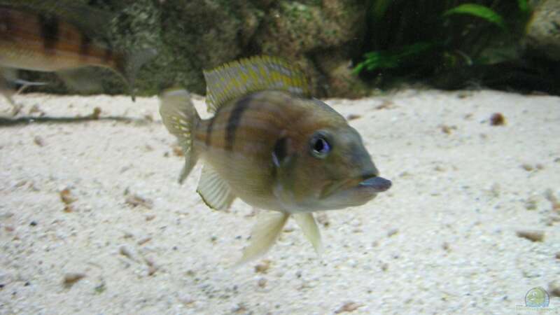 Gnathochromis permaxilaris von Michaela Krause (21)