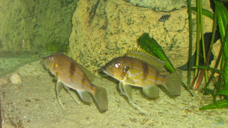 Gnathochromis permaxilaris von Michaela Krause (22)