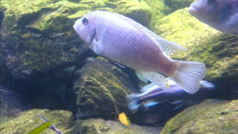 Besatz im Aquarium Becken 6207 von Mike Hügi (5)