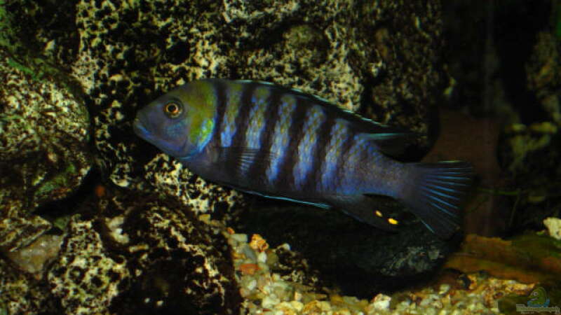 Cynotilapia afra Cobwe von Harald Gröner (8)