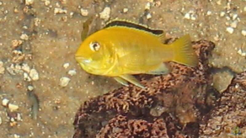 Labidochromis caeruleus von Harald Gröner (10)