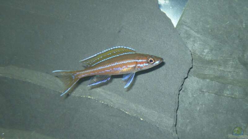 Paracyprichromis nigripinnis blue Neon Männchen von Daniel Baier (8)