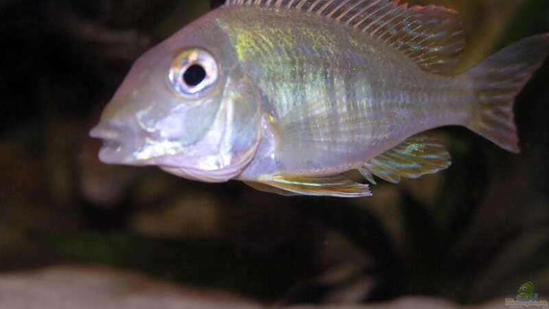 Besatz im Aquarium Becken 636 von Felix Derschang (20)