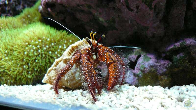 Besatz im Aquarium Becken 6379 von Thomas Maik (34)