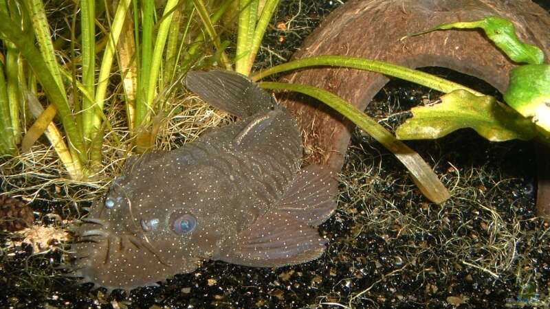 Aquarien mit Ancistrus dolichopterus (blauer Antennenwels)