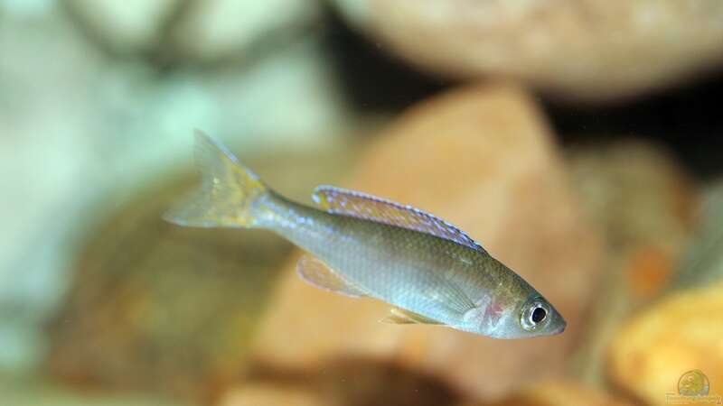 Aquarien mit Cyprichromis leptosoma (Blauer Heringscichlide)