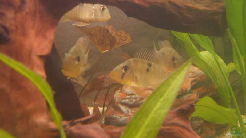 Besatz im Aquarium Becken 6512 von Andreas Müller (16)