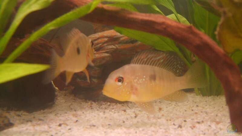 Besatz im Aquarium Becken 6512 von Andreas Müller (17)